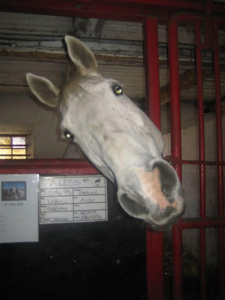 Dansk Varmblod A-Less (gammel part) - "Har du noget mad".Sådan tigger vi :) billede 2