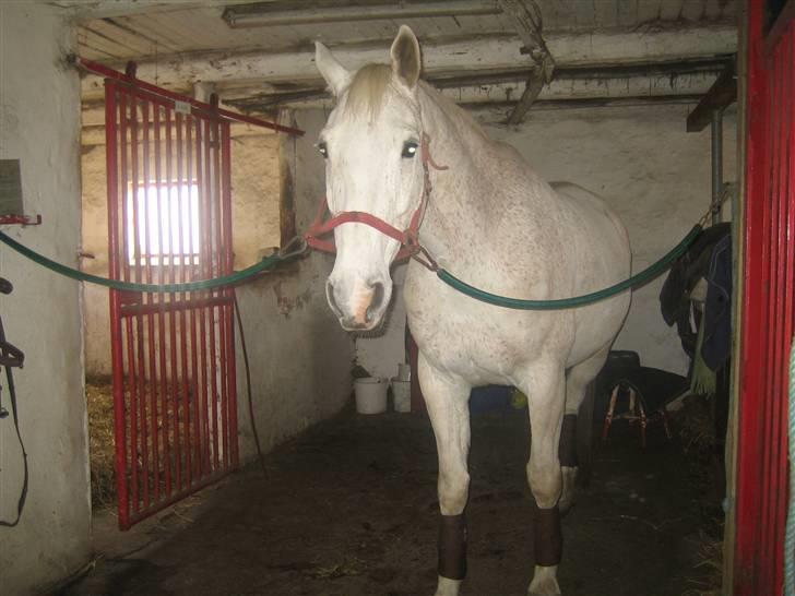 Dansk Varmblod A-Less (gammel part) - Kan man se mere dovn ud . billede 3