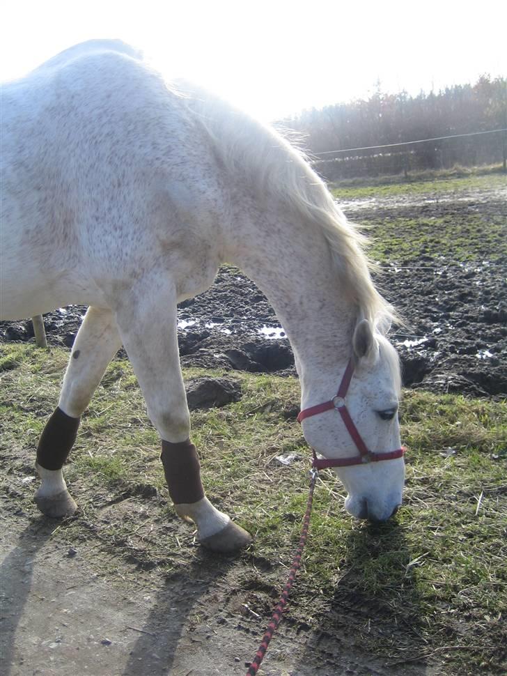 Dansk Varmblod A-Less (gammel part) - Der skal os forkælelse til <3 billede 4