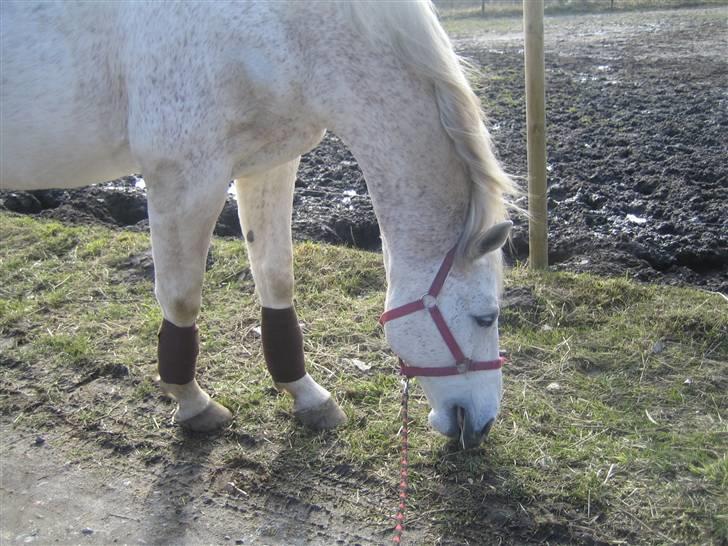 Dansk Varmblod A-Less (gammel part) - <3 billede 5