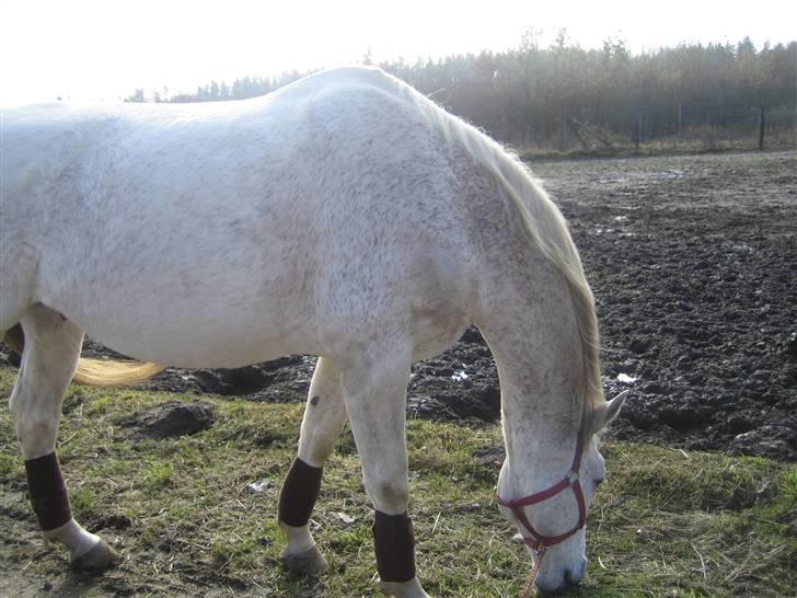 Dansk Varmblod A-Less (gammel part) - <3 billede 6