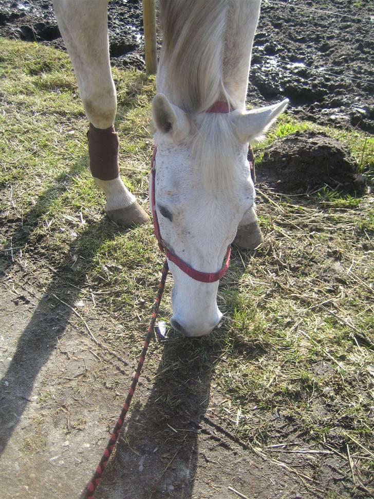 Dansk Varmblod A-Less (gammel part) - <3 billede 7