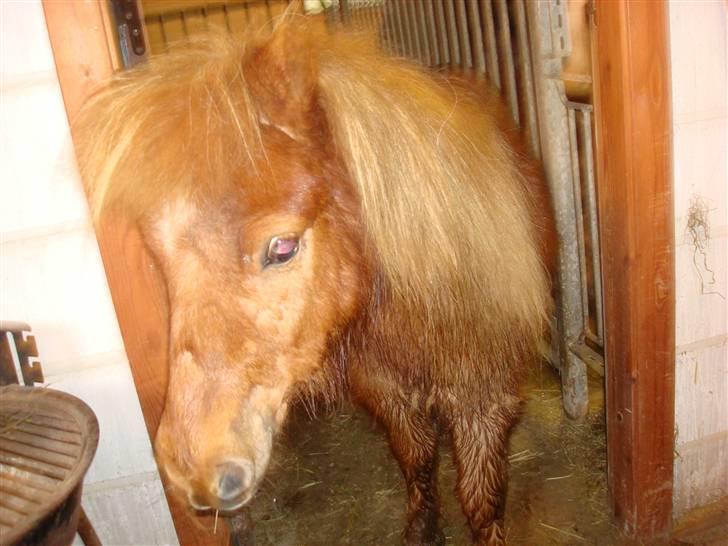 Anden særlig race Galir (R.I.P.) - Efter en hyggetur <3 billede 4