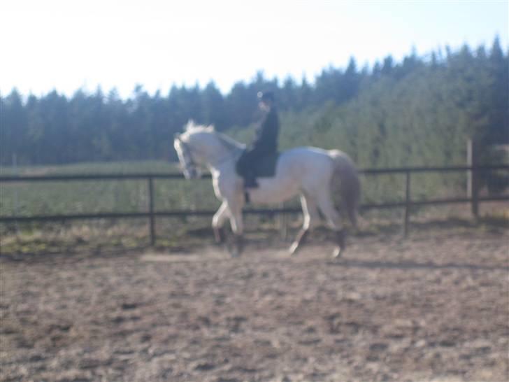 Dansk Varmblod A-Less (gammel part) billede 8