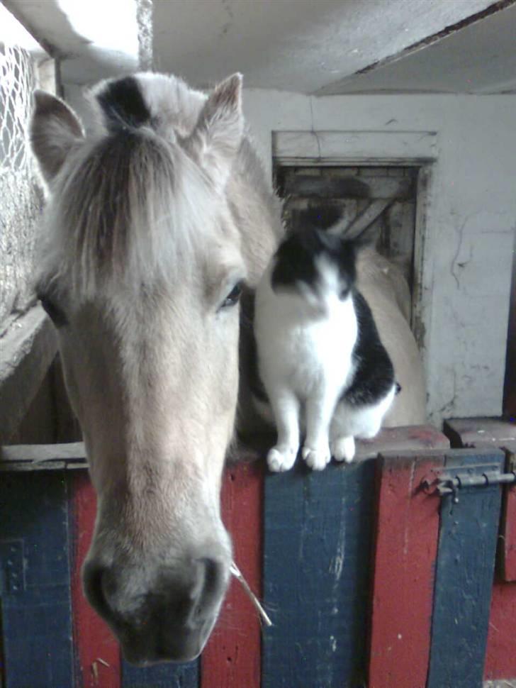 Fjordhest Max billede 6