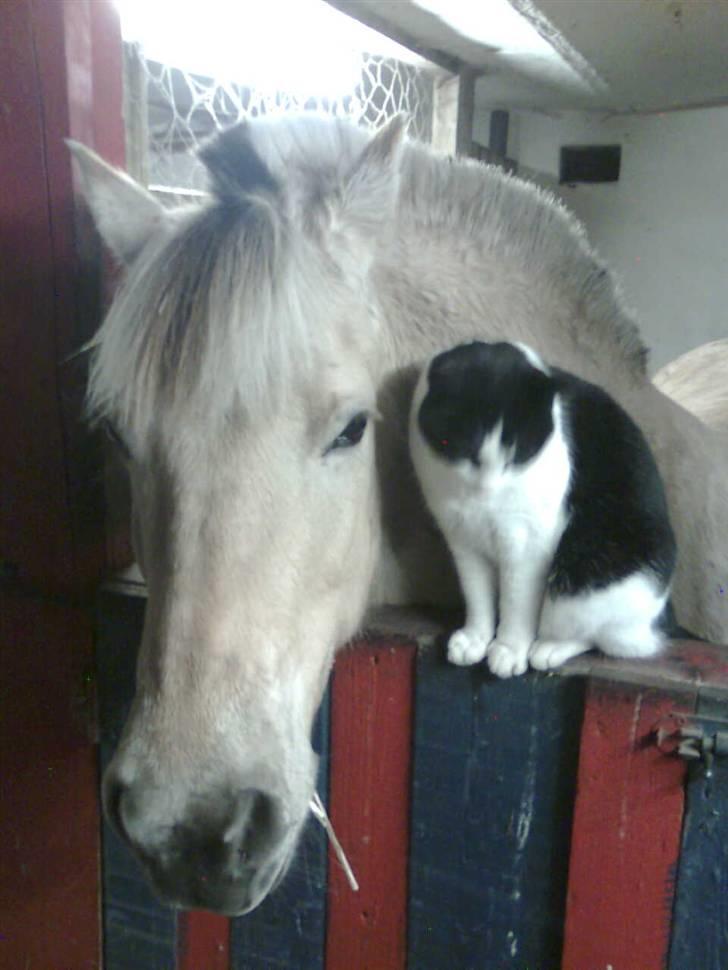 Fjordhest Max billede 7