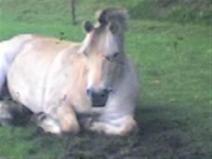 Fjordhest Max billede 8