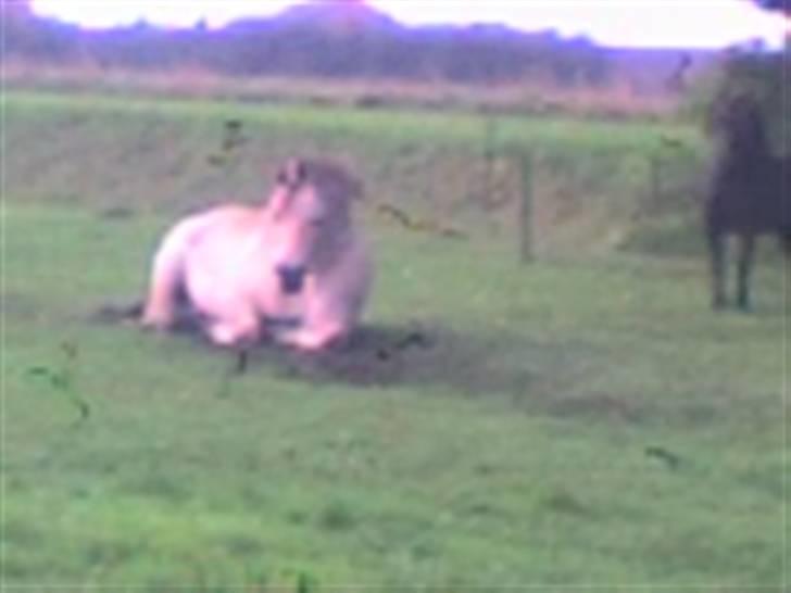 Fjordhest Max billede 9