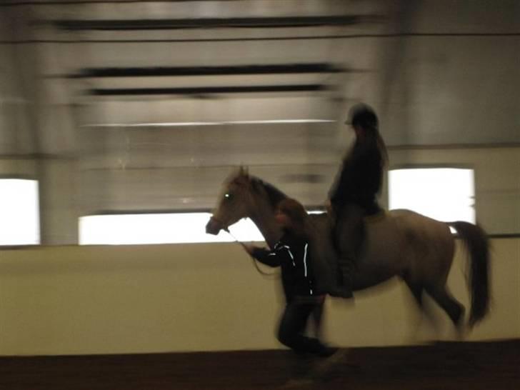 Arabisk fuldblod (OX) CA Ori - Aller Aller første gang han traver med rytter !! du er fantastisk :D billede 9