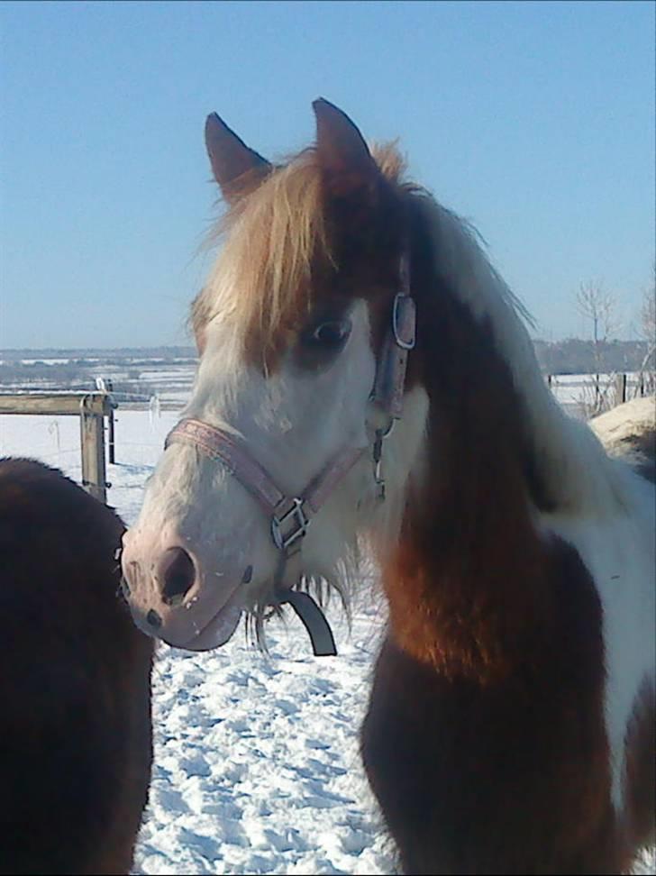 Pinto /Blanding Candy<3 - solgt billede 10