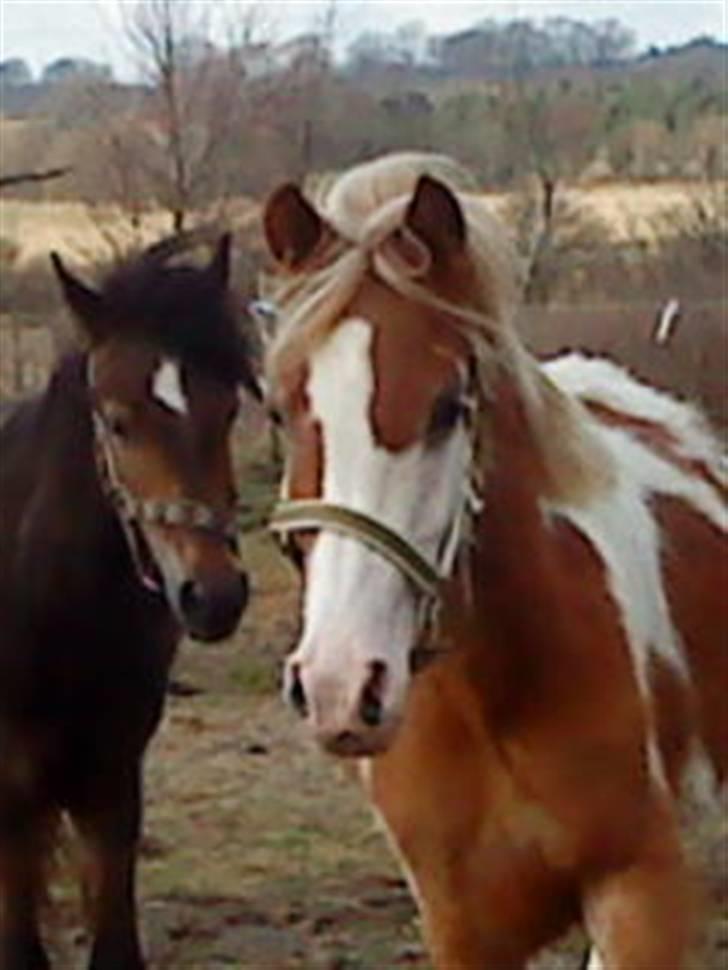 Pinto /Blanding Candy<3 - solgt billede 11