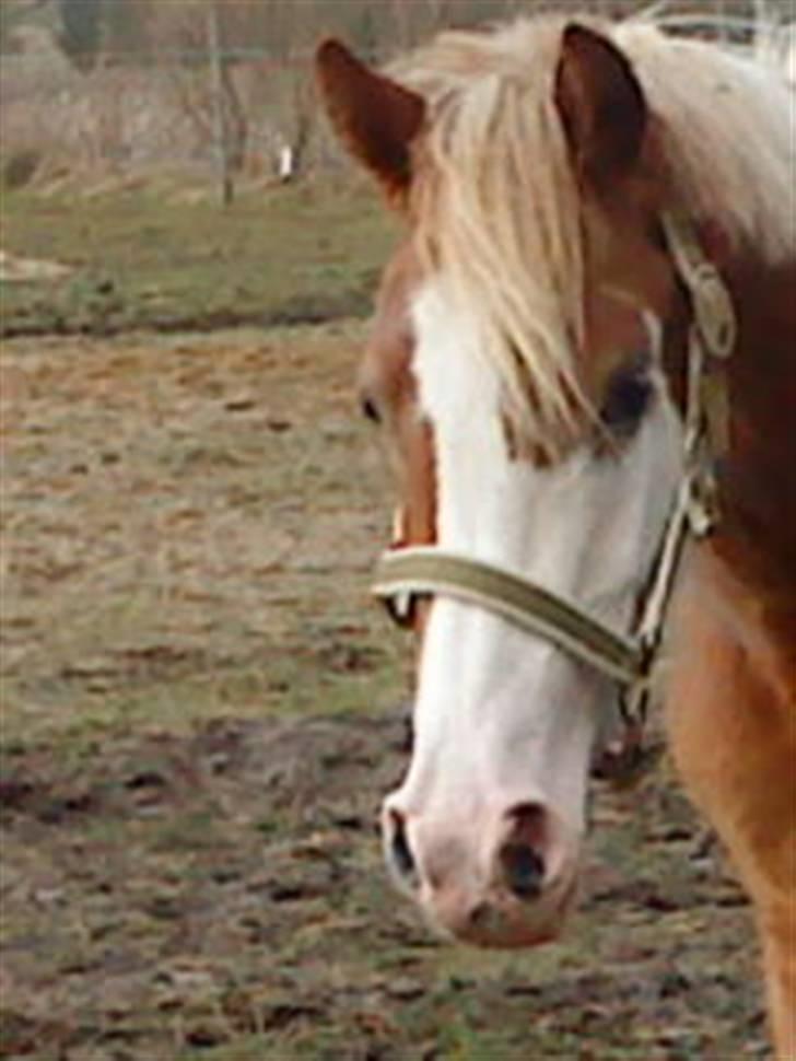 Pinto /Blanding Candy<3 - solgt billede 12