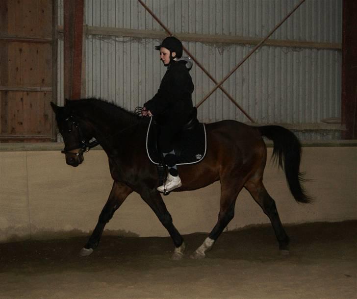 Arabisk fuldblod (OX) Darkan - 24/03-2010  billede 14