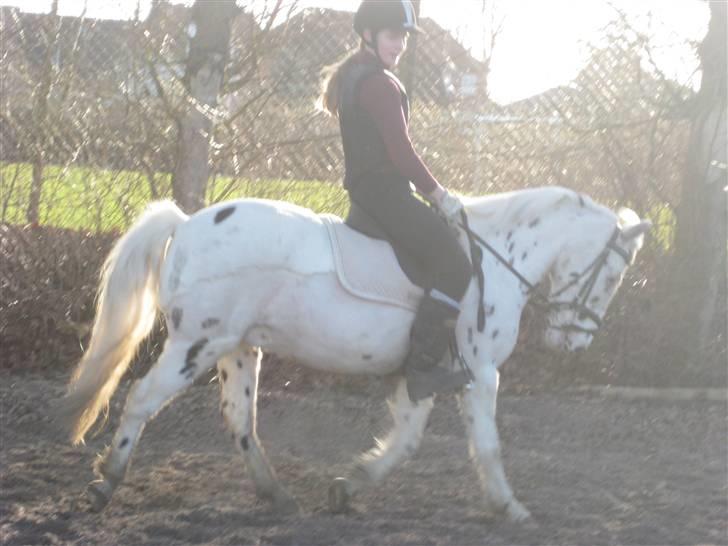 Knabstrupper           Simba af Nyholm - 17 marts 2009 - mig og Simba rider :) billede 7