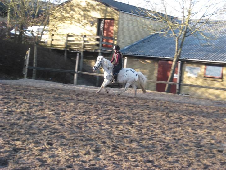 Knabstrupper           Simba af Nyholm - 17 marts 2009 - mig og Simba rider :) billede 8