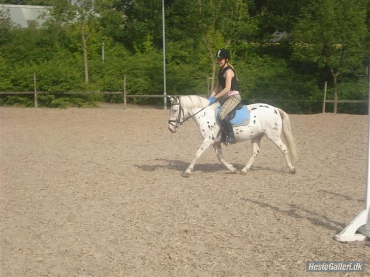 Knabstrupper           Simba af Nyholm - mig og Simba rider til ridelejren 2009 :) billede 9