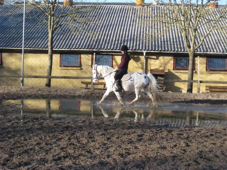 Knabstrupper           Simba af Nyholm - 17 marts 2009 - mig og Simba rider :) billede 10
