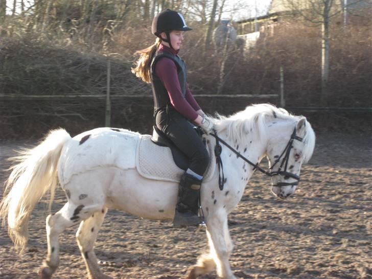 Knabstrupper           Simba af Nyholm - 17 marts 2009 - mig og Simba rider :) billede 11