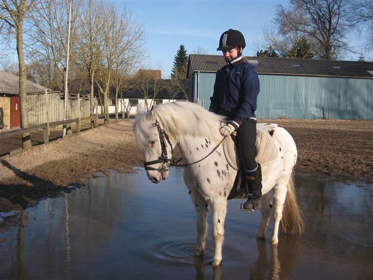 Knabstrupper           Simba af Nyholm - 17 marts 2009 - mig og Simba rider :) billede 12