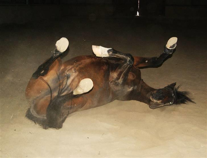 Arabisk fuldblod (OX) Darkan - 07/02-2010   billede 18