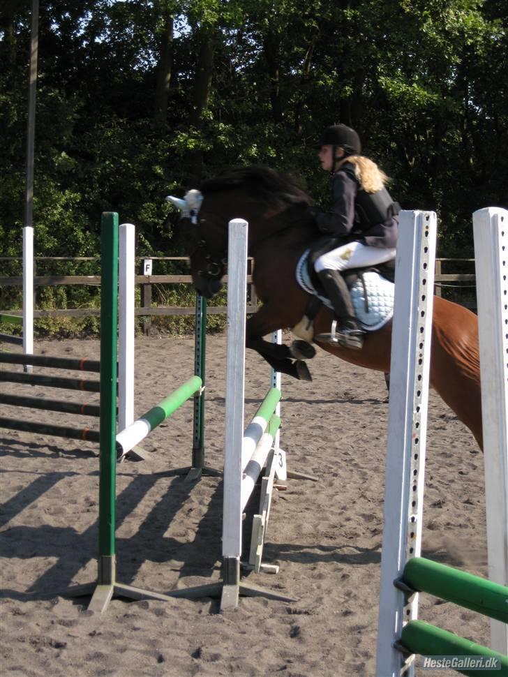 New Forest Ørholm's Parcifal (Part) - min dejlige parcifal <3 "Rynke numse"  billede 1