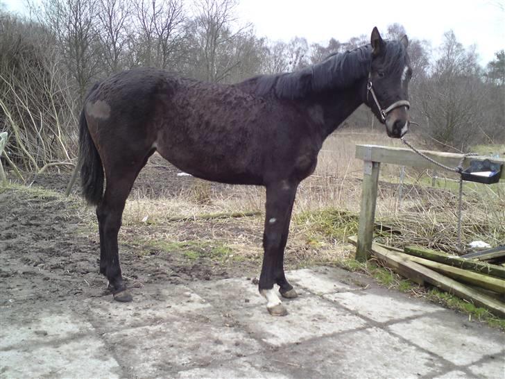 Dansk Varmblod Miss Light - Vinterbjørnen ;) Der hvor der er "bare" pletter, der fordi hun er ved at smide vinterpelsen. 16marts 09 billede 13