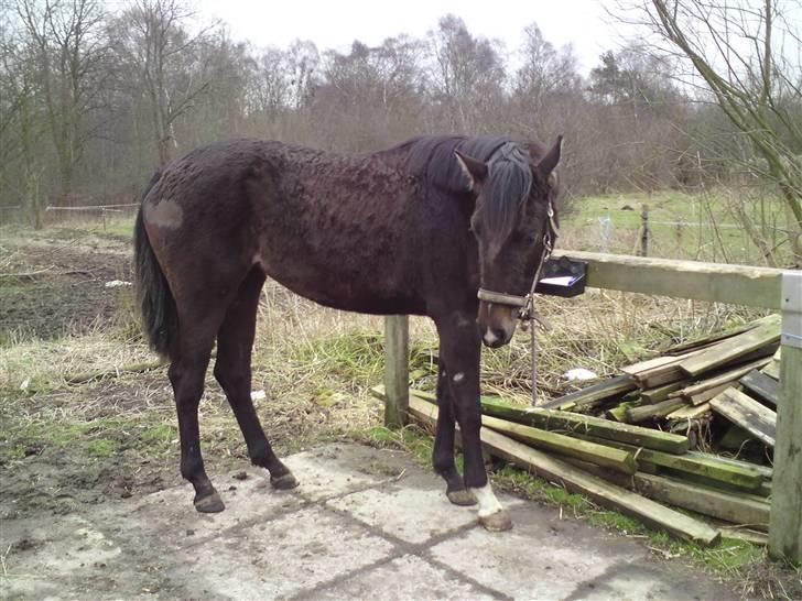 Dansk Varmblod Miss Light - Vinterbjørnen ;) Der hvor der er "bare" pletter, der fordi hun er ved at smide vinterpelsen. 16 marts 09 billede 14