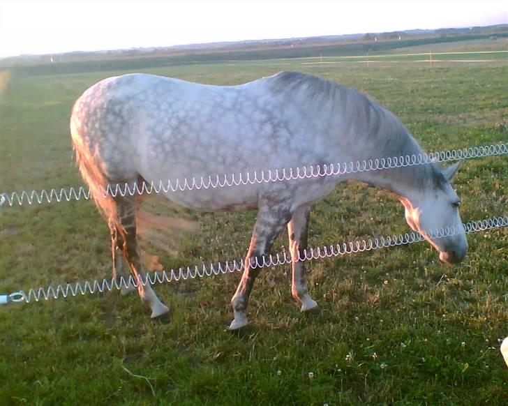 Anden særlig race Beauty - R.I.P. 30.7.2009 billede 8