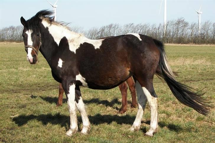 Pinto Timba A Højbjerg *SOLGT* - 2009/ marts- ca. 3 uger til termin. billede 17