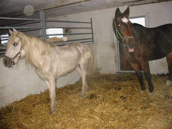 Anden særlig race †Honny† - Honny (den hvide) og Petite D´amour (den brune) lige da vi havde hentet dem. billede 1