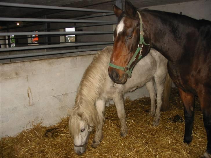 Anden særlig race †Honny† - Honny (den hvide) og Petite D´amour (den brune) lige da vi havde hentet dem. billede 2