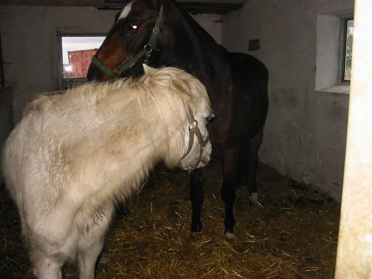 Anden særlig race †Honny† - Honny vil gerne have opmærksomheden for sig selv. billede 3