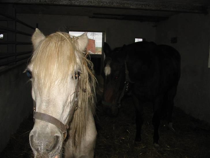 Anden særlig race †Honny† - Lille Honny billede 4