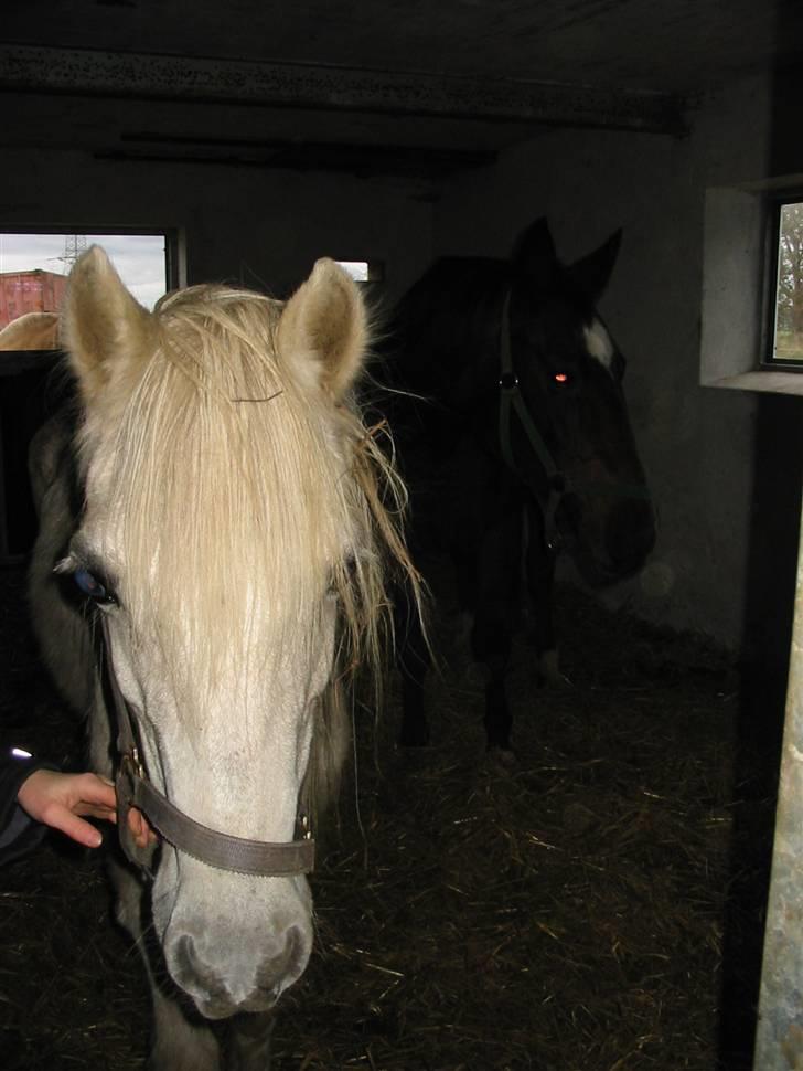 Anden særlig race †Honny† - Honny billede 5