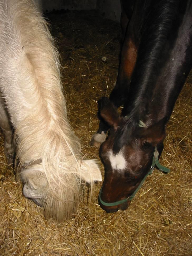 Anden særlig race †Honny† - Honny og Petite hygger sammen. billede 6