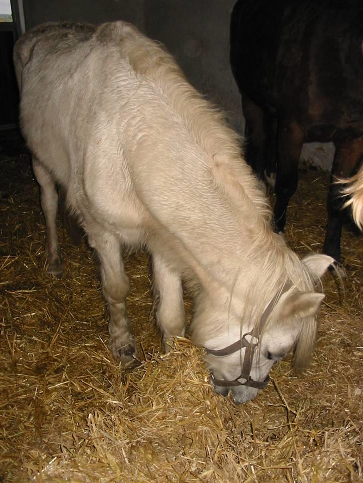 Anden særlig race †Honny† - Honny billede 7