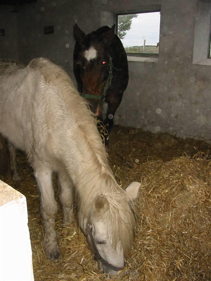 Anden særlig race †Honny† - Honny billede 8