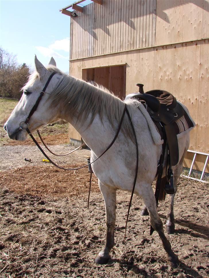 Traver Orlov abita nordhøj - efter en lille hyppetur :-) 2009 billede 19