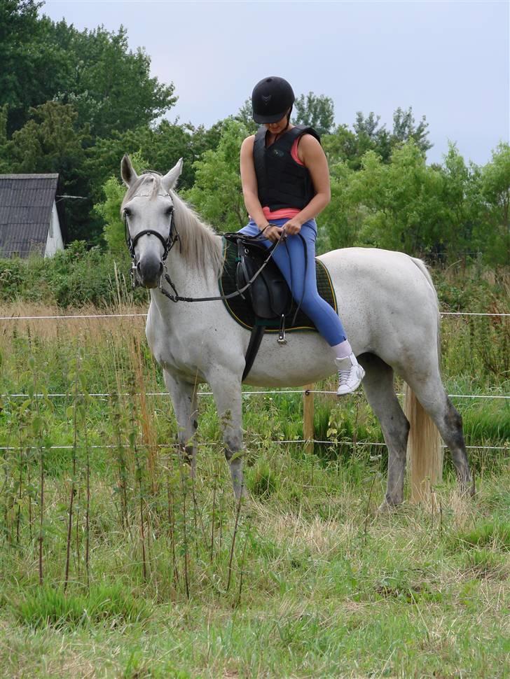 Traver Orlov abita nordhøj - Juli 2009 billede 20