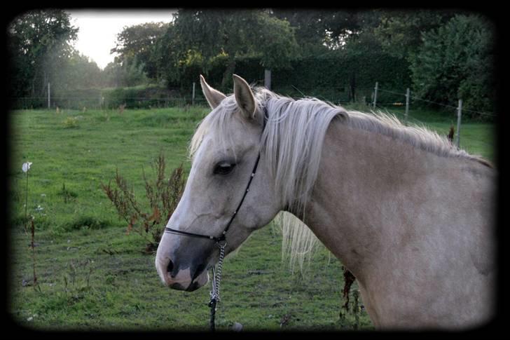 Palomino Nathalie *solgt* gl. part - I know something's bound to change. I know I have been to blame. Watching the way this era of madness won't come and spread no shame<3 billede 14