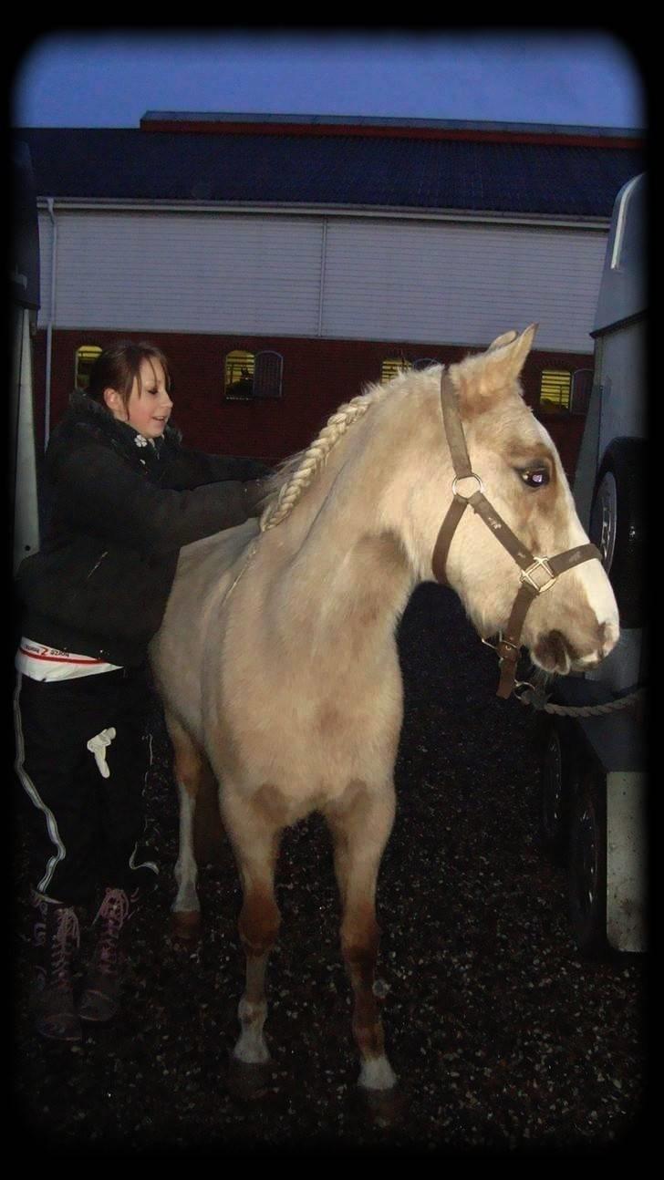 Palomino Nathalie *solgt* gl. part - Is our secret safe tonigh, are we out of sight, will our world come tumbling down?<3 billede 15