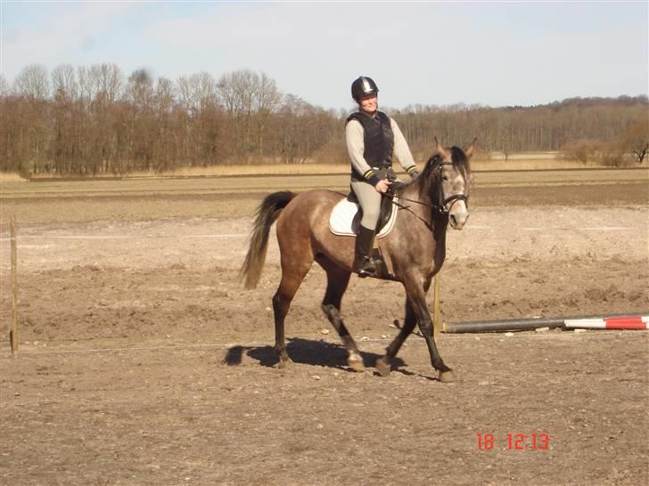 Shagya Araber (SH) Evita - øver på banen billede 13