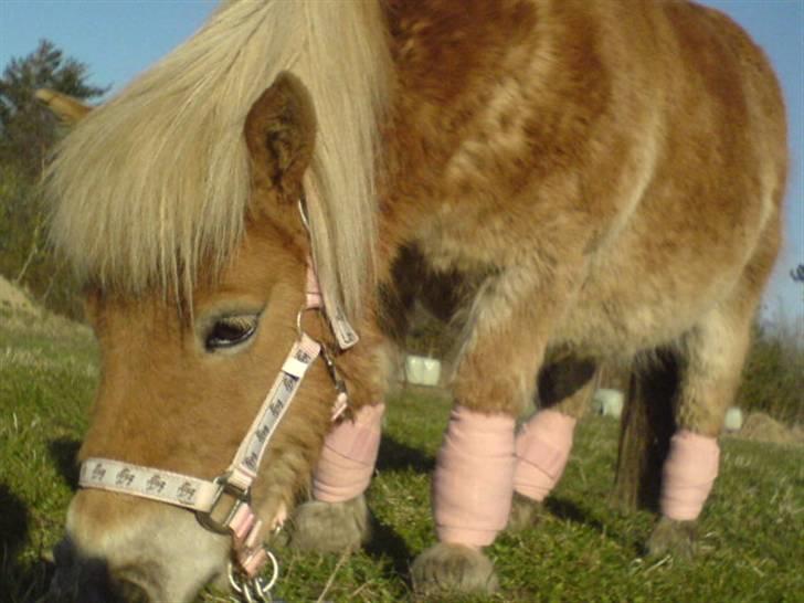 Shetlænder Monick Bomlund - Her er min dejlige Monick;D billede 2