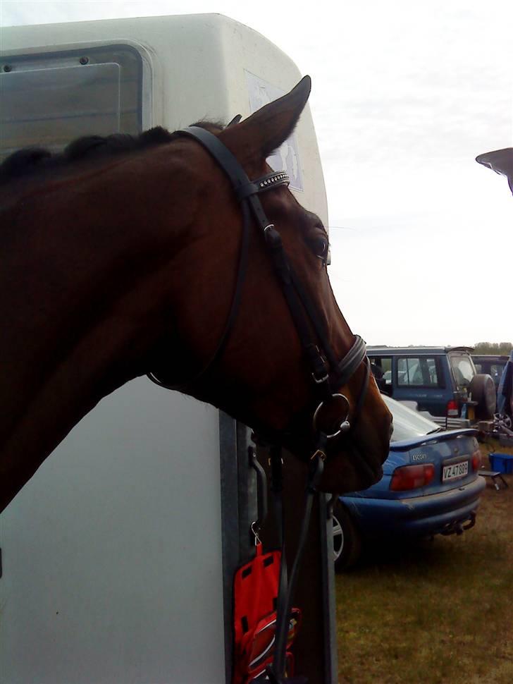 Hollandsk Varmblod PL Wilonka Z  Solgt billede 11