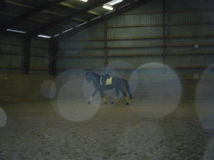 Hollandsk Varmblod PL Wilonka Z  Solgt billede 12