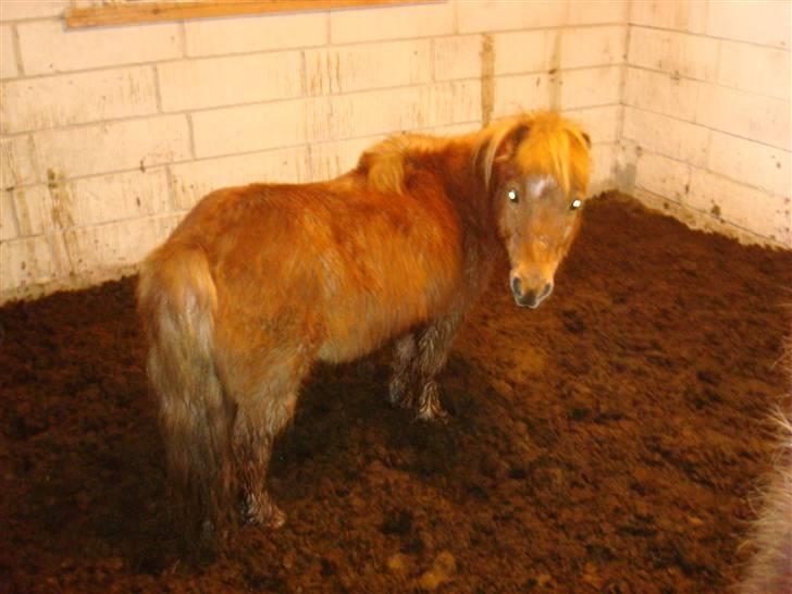 Anden særlig race Galir (R.I.P.) billede 5