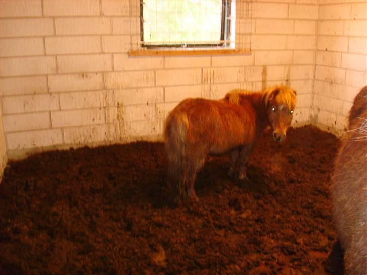 Anden særlig race Galir (R.I.P.) billede 6