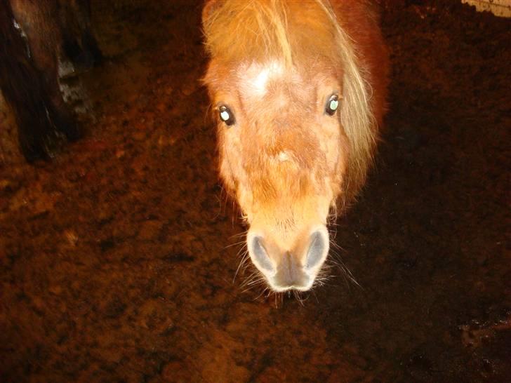 Anden særlig race Galir (R.I.P.) - ;* billede 7