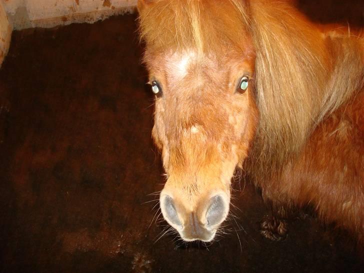 Anden særlig race Galir (R.I.P.) billede 8