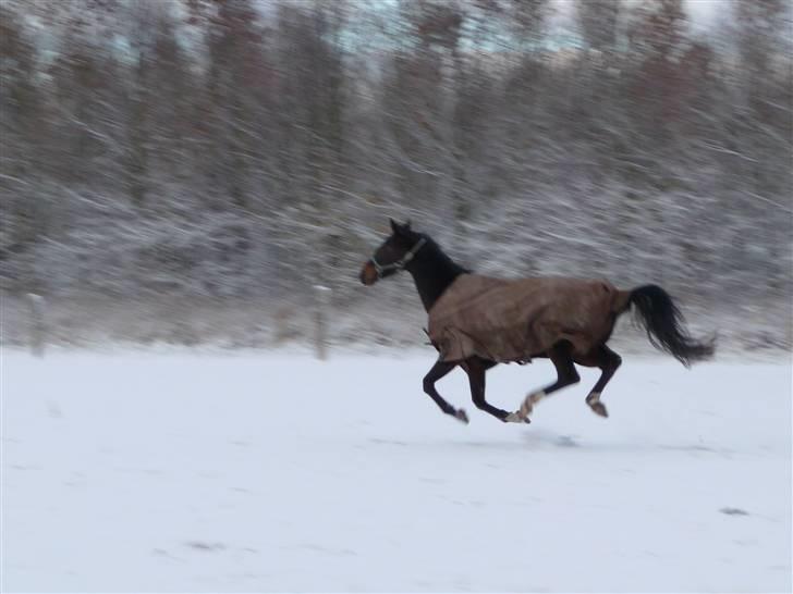 Dansk Varmblod Hummes Waltzin Matilda billede 17